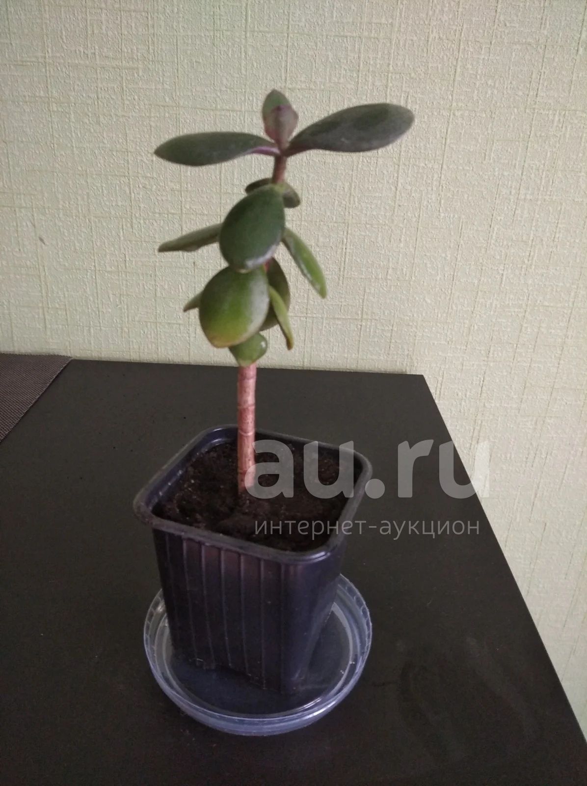 Толстянка (денежное дерево) — купить в Красноярске. Горшечные растения ...