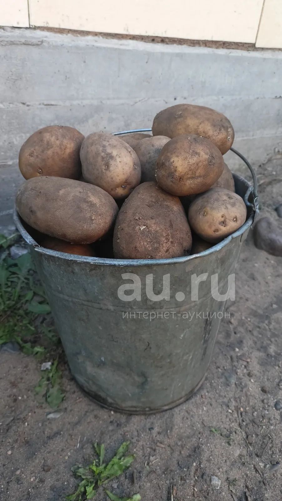 Картофель — купить в Красноярске. Картофель на интернет-аукционе Au.ru