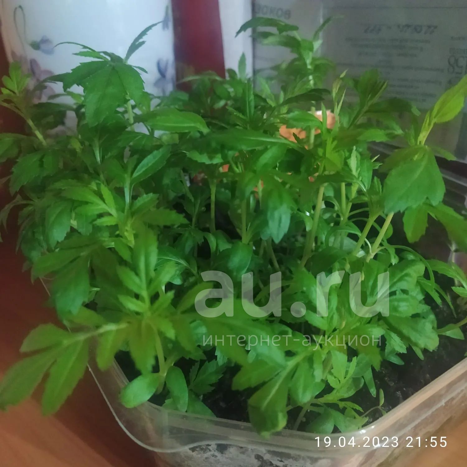 бархатцы "Апельсин" рассада — купить в Красноярске. Садовые цветы на ...