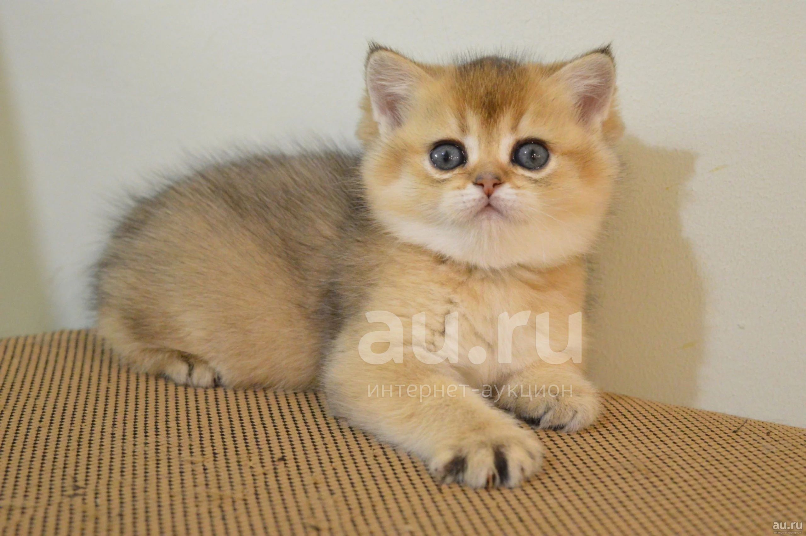 Кошка шотландская золотая шиншилла фото Шотландская золотая шиншилла - купить в Красноярске. Кошки, котята на интернет-а