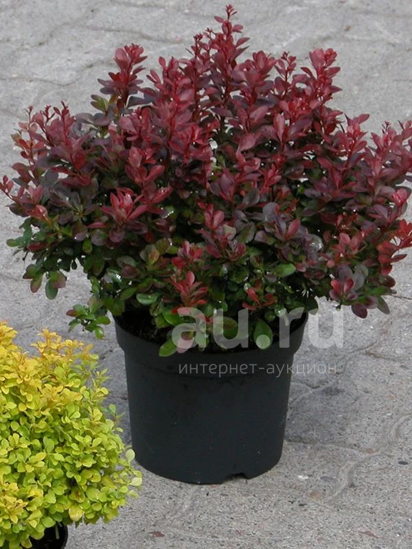 БАРБАРИС ТУНБЕРГА АТРОПУРПУРЕЯ НАНА | BERBERIS THUNBERGII ATROPURPUREA ...