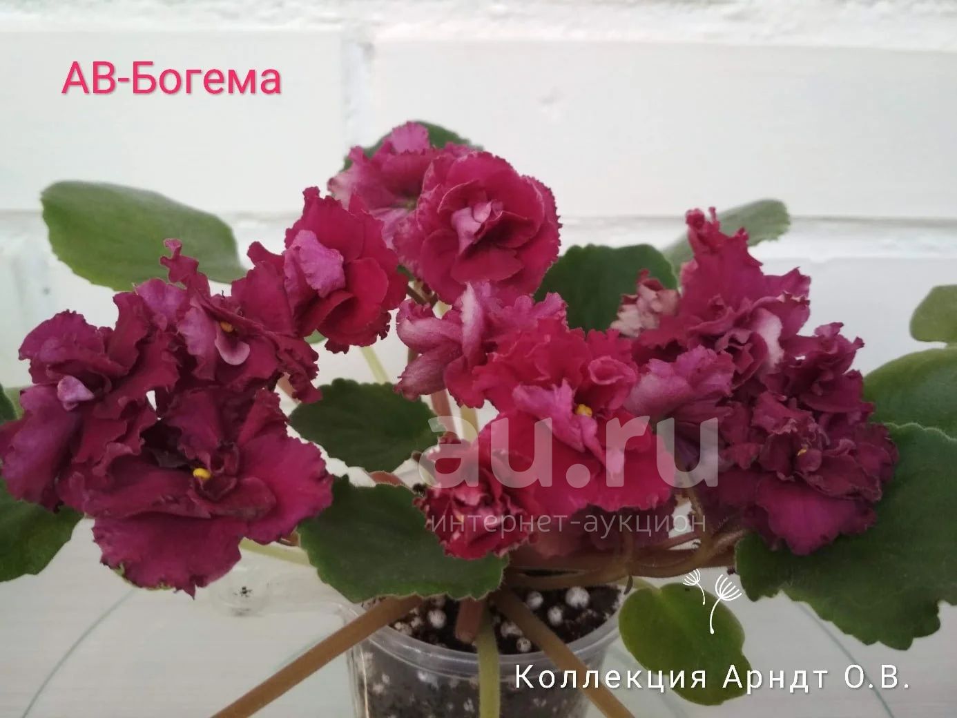 Пик богема фиалка