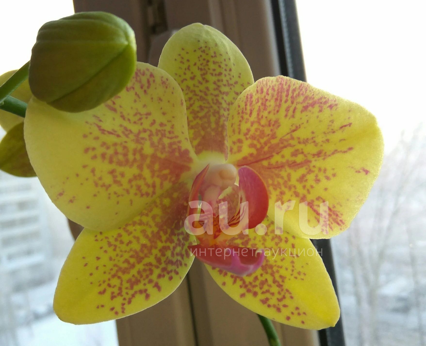 Орхидея пульсация купить растения приметы и суеверия