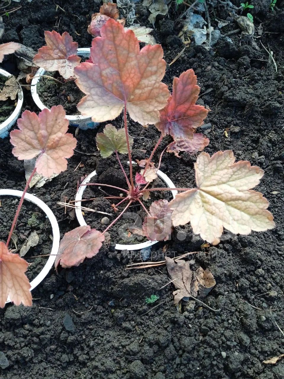 Гейхера каппучино — купить в Красноярске. Садовые цветы на интернет ...
