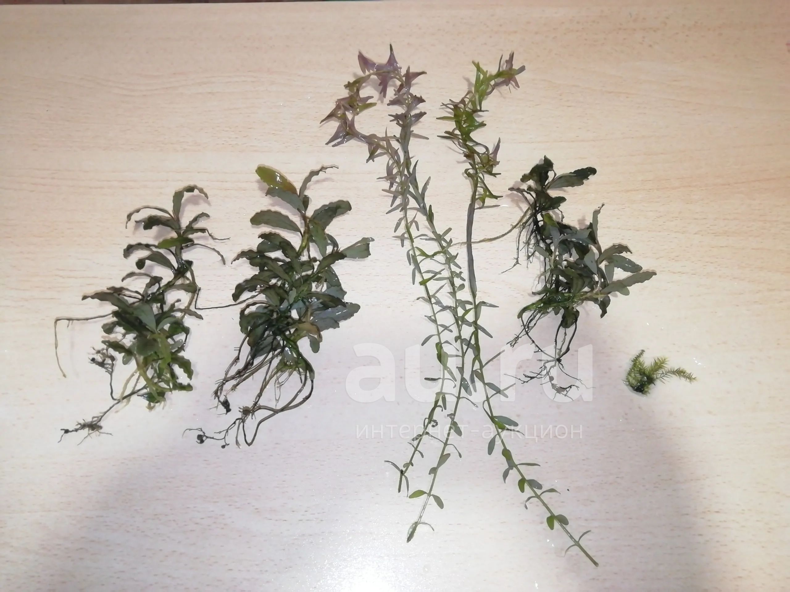 Ротала + буцефаландра + мох феникс — купить в Красноярске. Водные ...