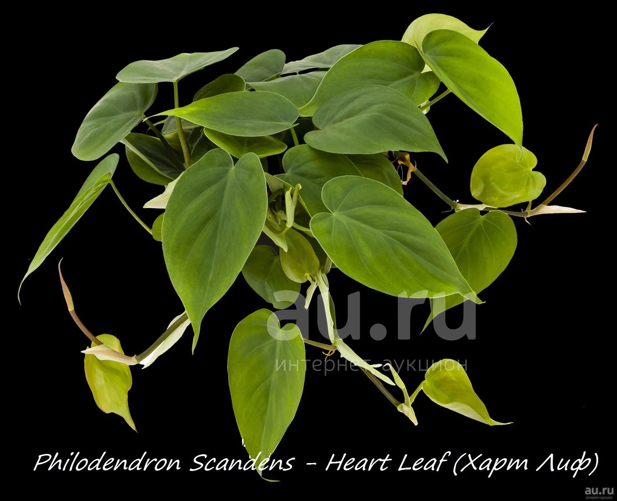 Филодендрон лазящий - Heart Leaf (Харт Лиф) — купить в Красноярске ...