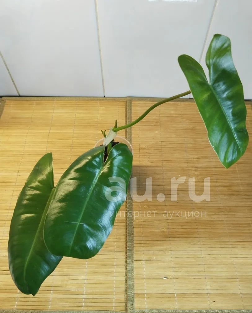Филодендрон Бурле Маркс — купить в Красноярске. Горшечные растения и ...