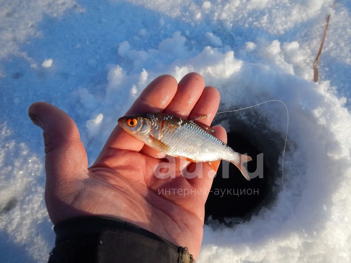 Рыболов с маленькой рыбкой. Снасточка для живца. Маленький рыболов. Сорожка плотва. Поймал маленькую рыбку фото.