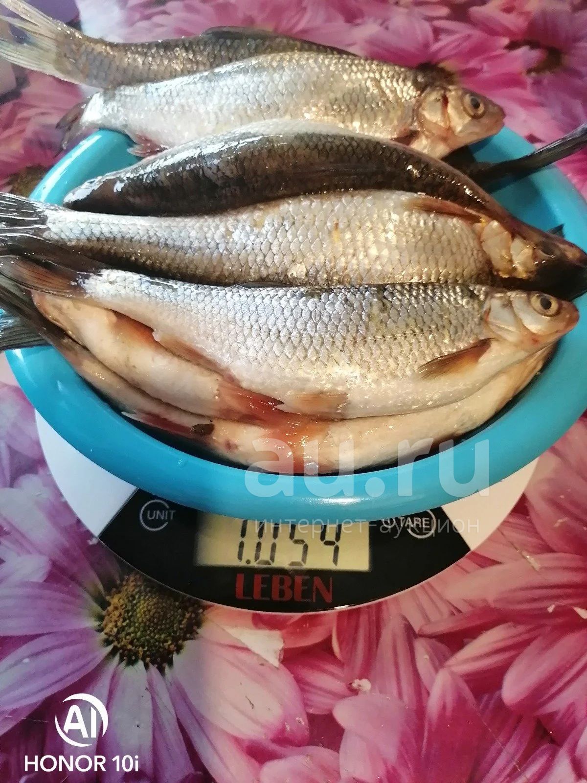 Ангарский Елец — купить в Красноярске. Икра, рыба, морепродукты на  интернет-аукционе Au.ru