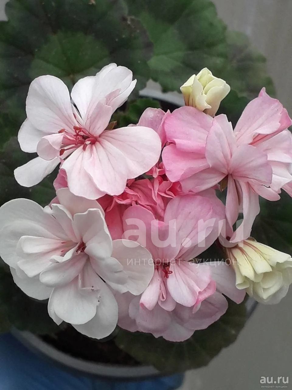 Пеларгония Аллегриас