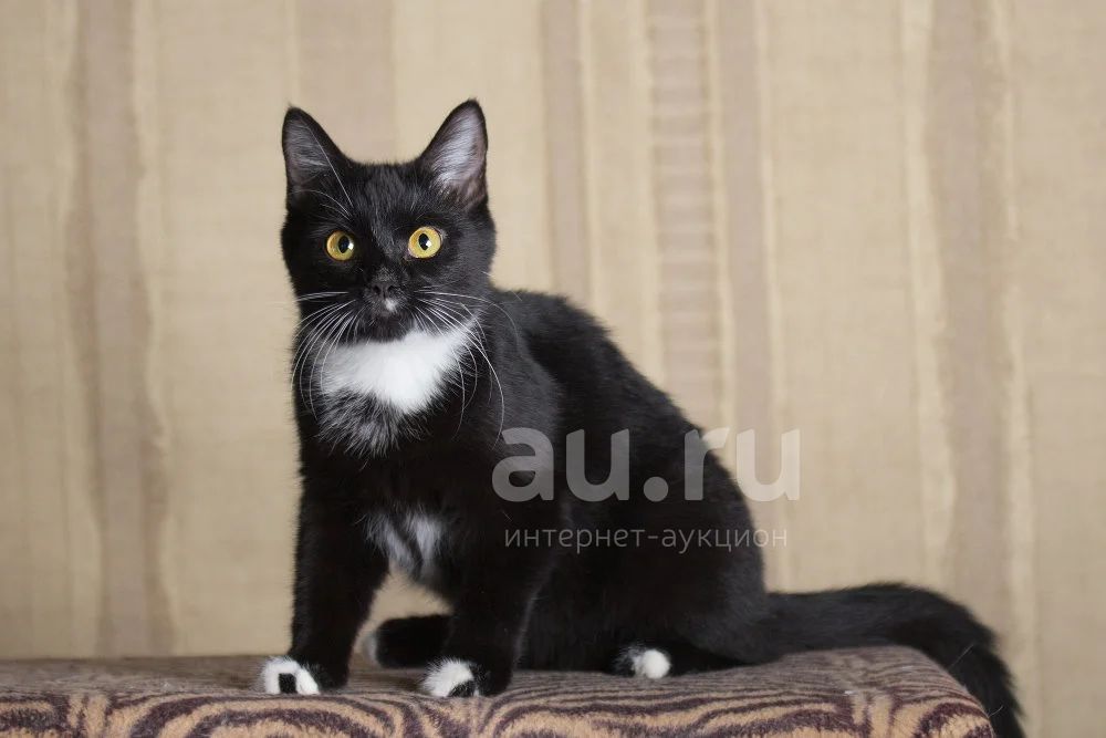 Котенок 2 месяца, мальчик - купить в Санкт-Петербурге, бесплатно, продано 20 авг