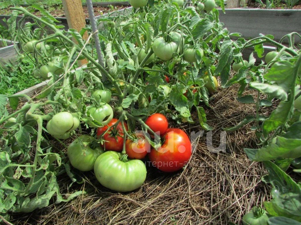 Семена томатов  карлик —  в Красноярске. Овощи на .