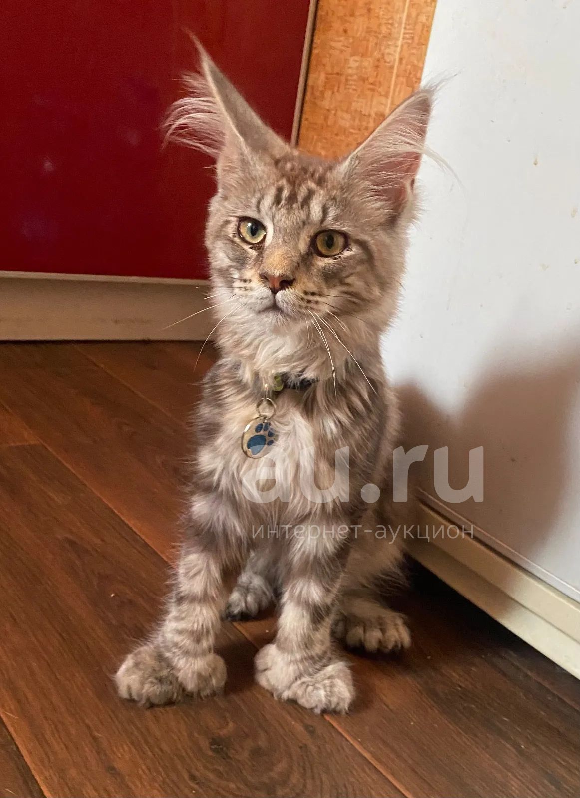 Мэйкун Пермь Купить Котенка