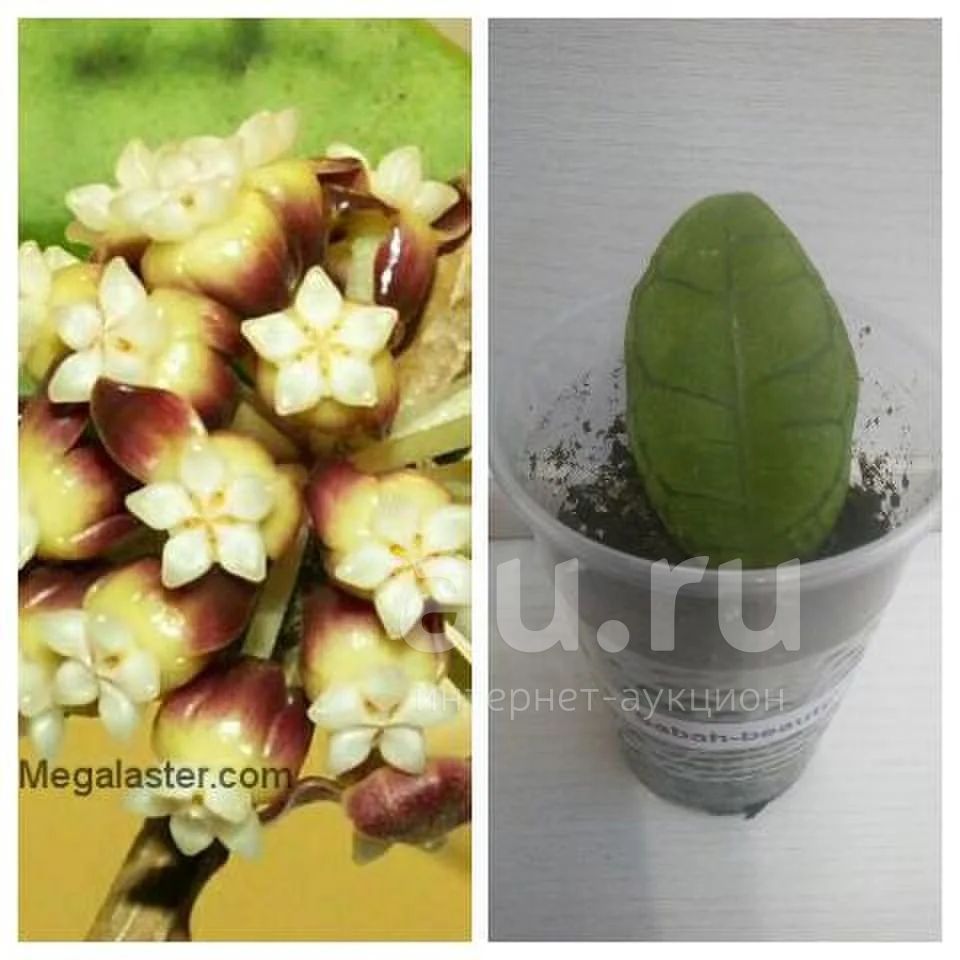 Хойя SP 8845 tomataensis