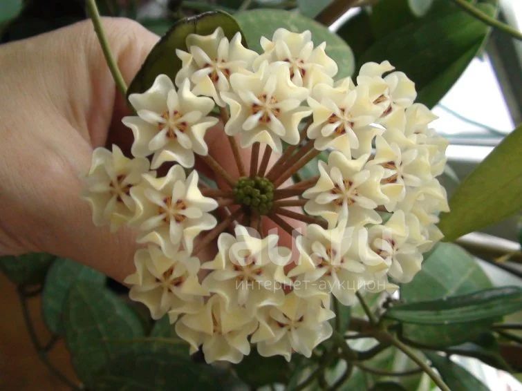 Хойя elliptica