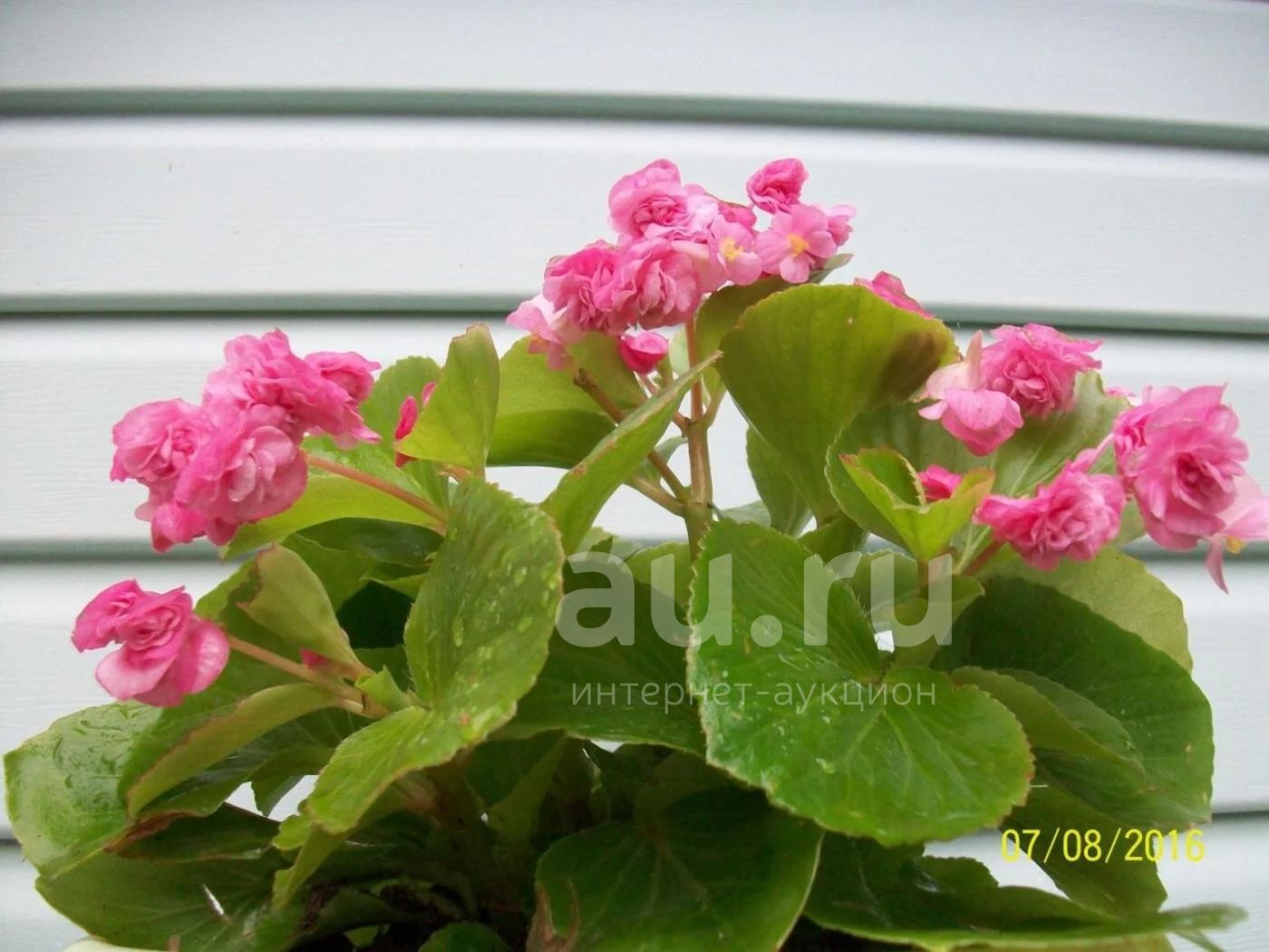 Бегония Королева розовая