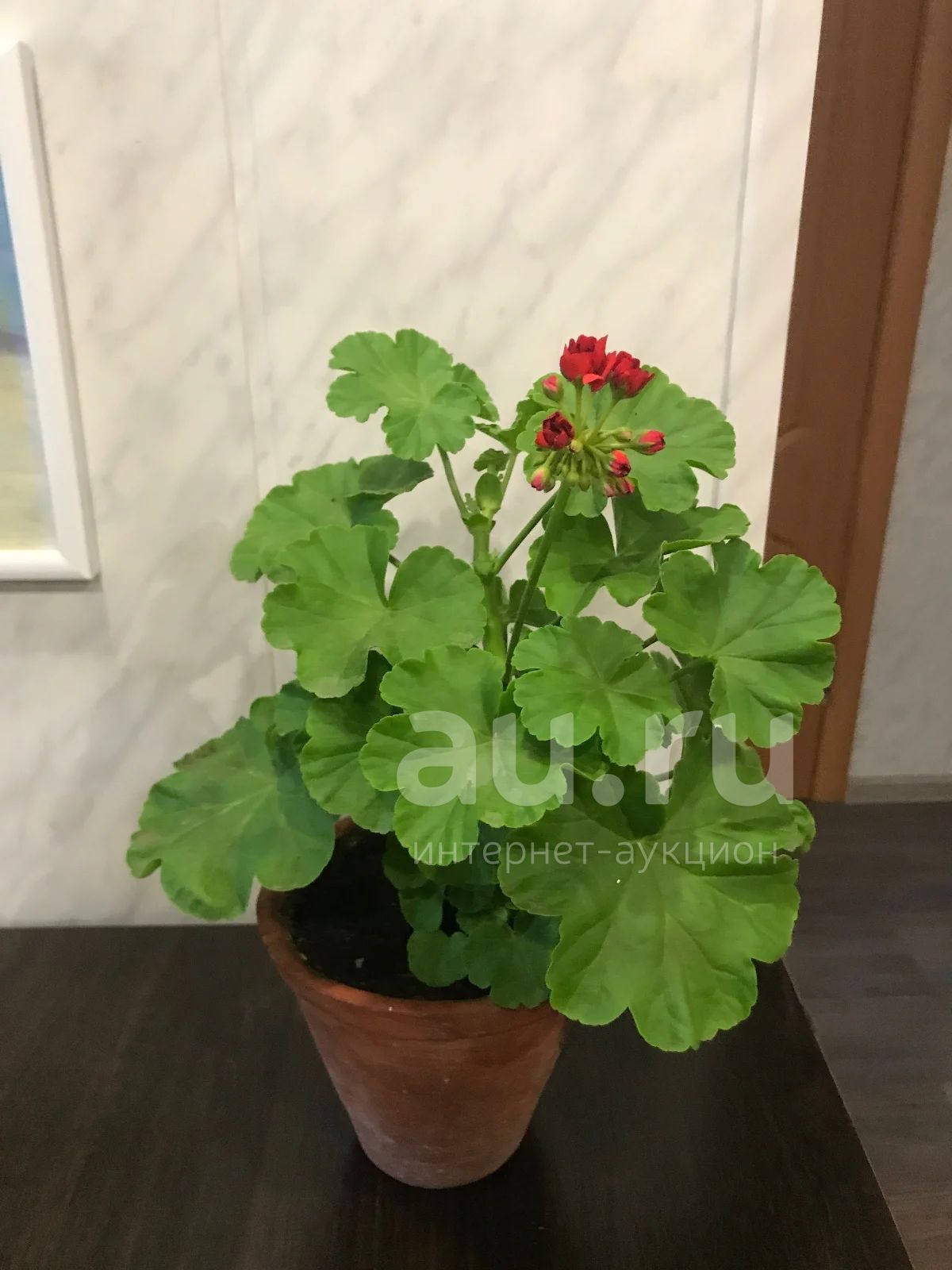 Пеларгония розебудная красная — купить в Красноярске. Горшечные ...