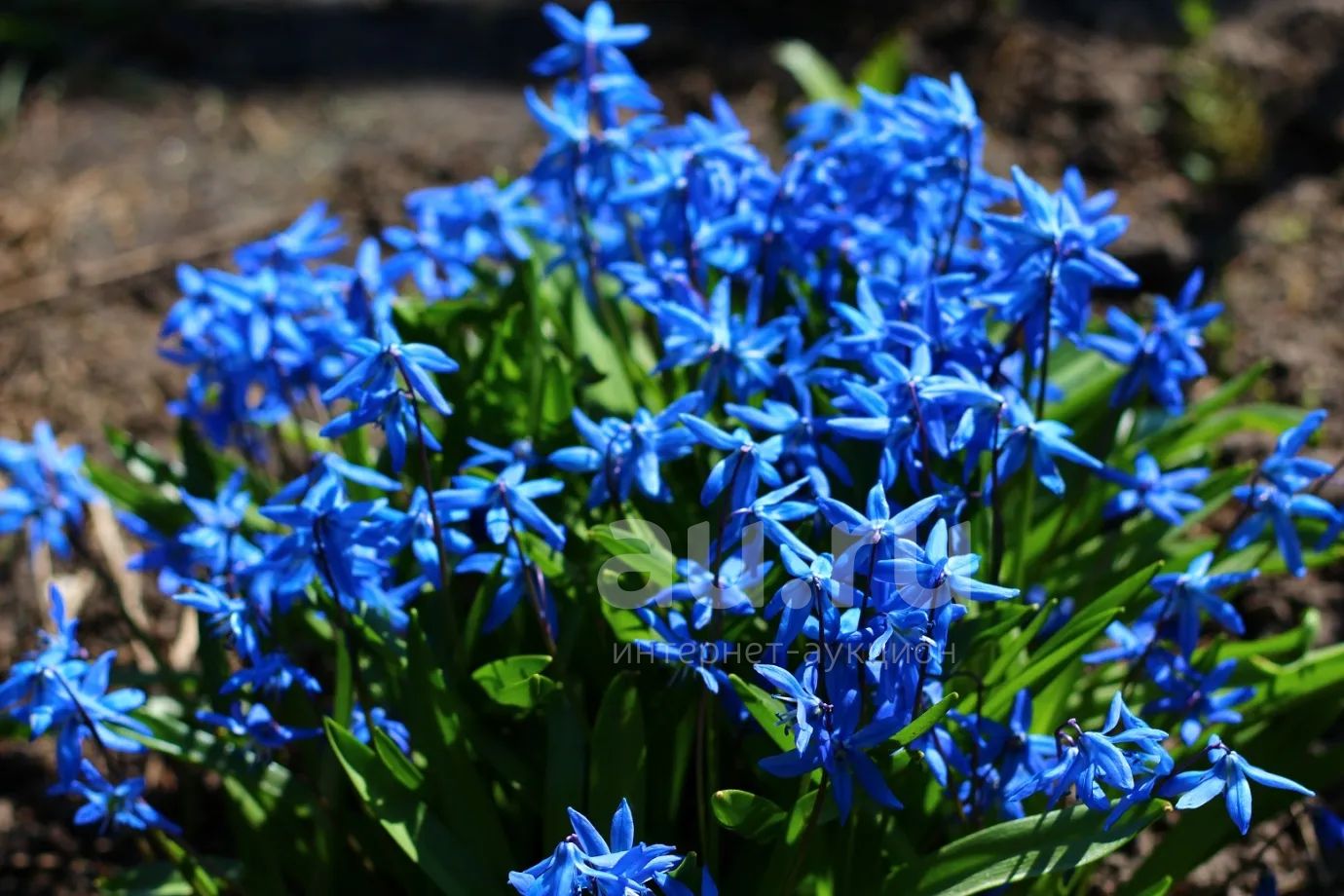Пролиски цветок. Пролеска Сибирская (Сцилла). Пролеска цветок голубой. Сцилла Сибирская голубая. Сцилла первоцвет.
