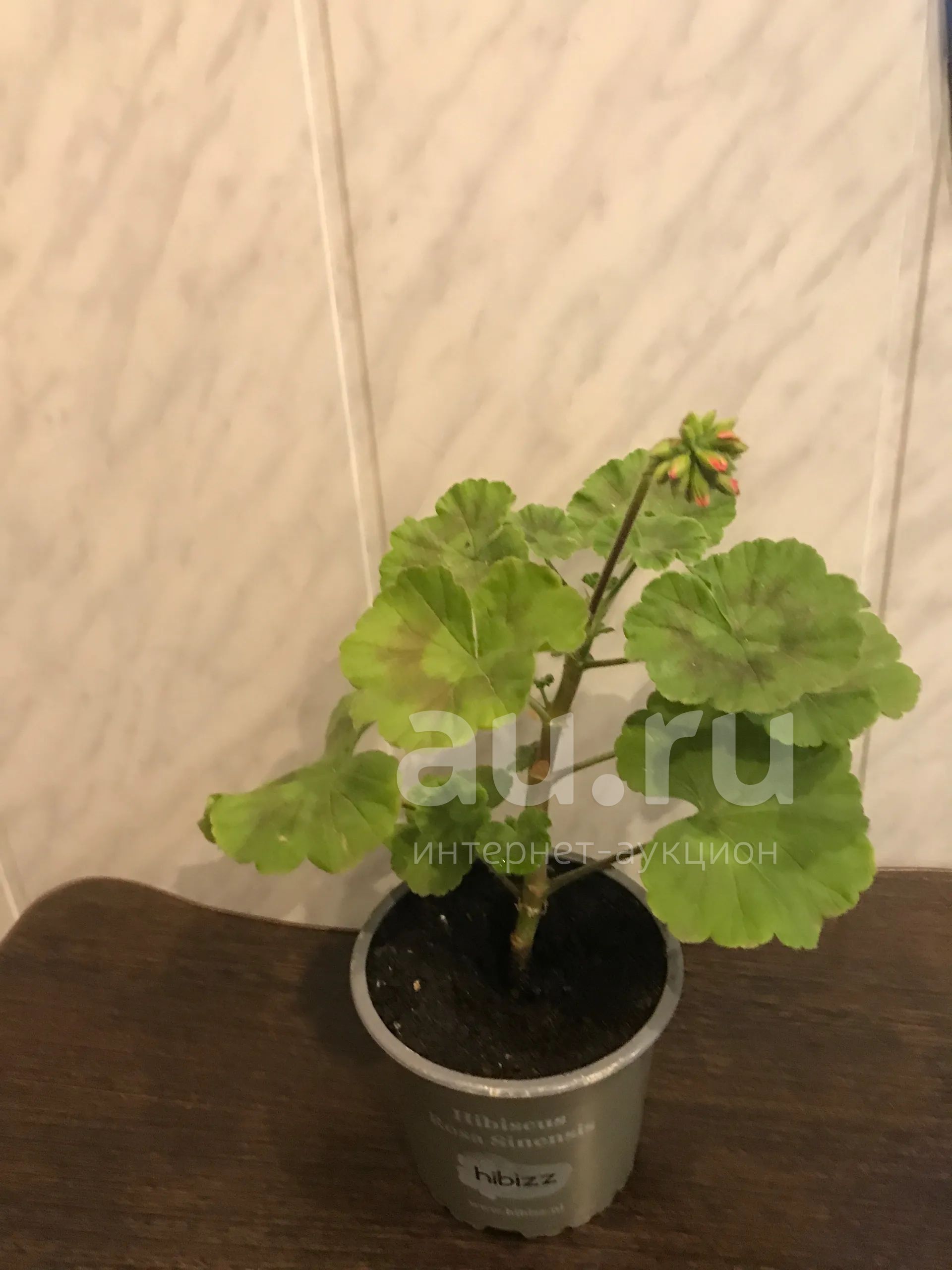 Желтая Герань Купить Семена