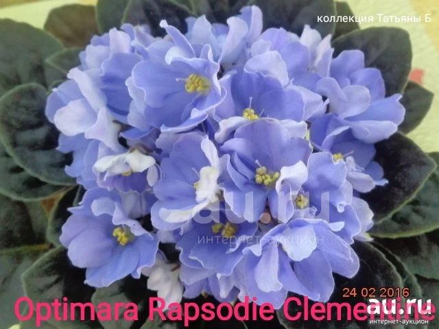 Фиалка Rapsodie Clementine - лист. — купить в Красноярске. Горшечные ...