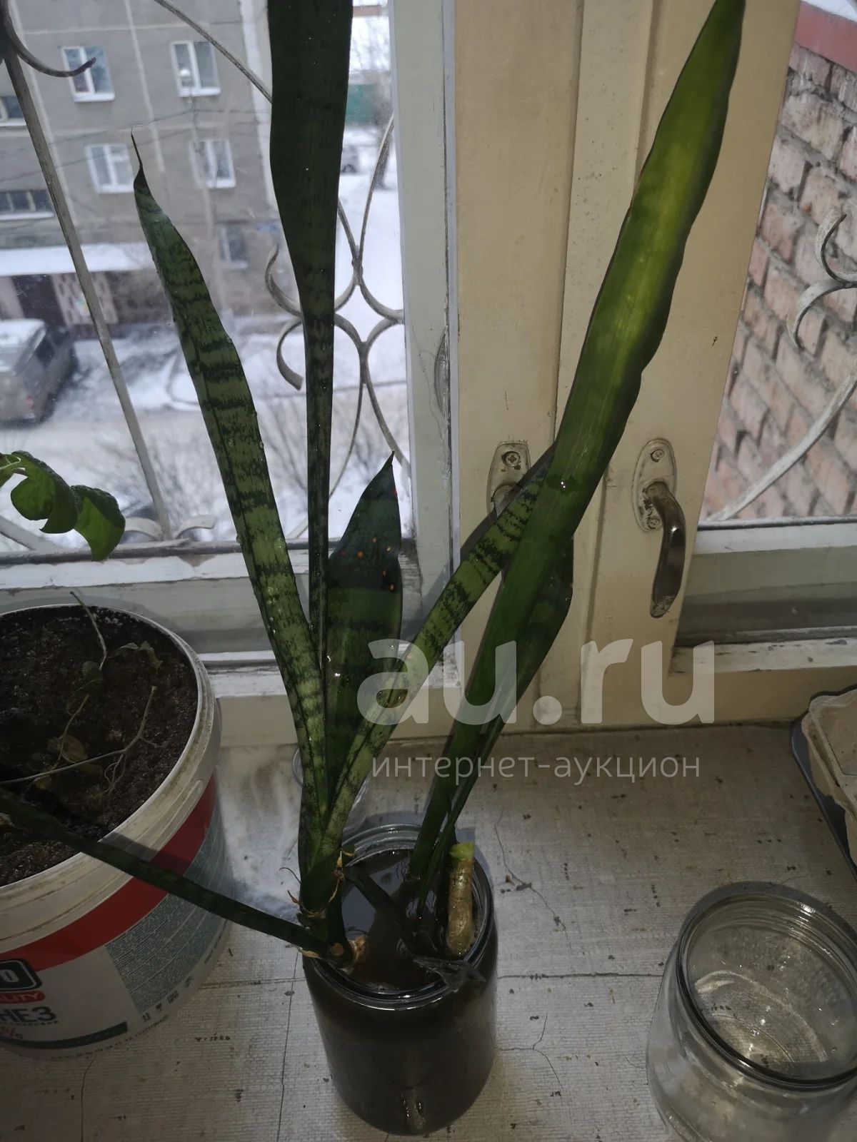 Щучий хвост — купить в Красноярске. Горшечные растения и комнатные ...