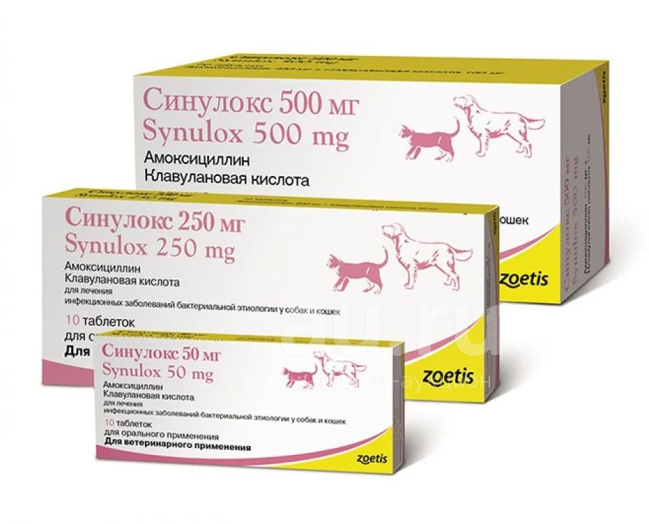 Amoxicilina para perros sin receta