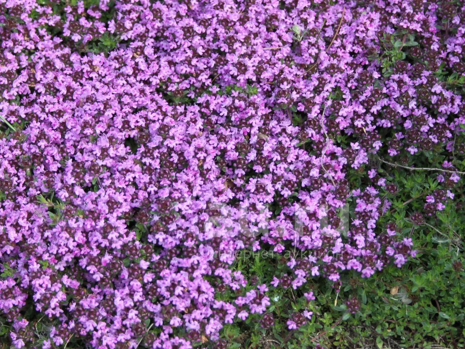 Тимьян ложнопушистый Thymus