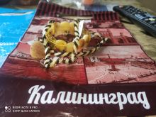 миниатюра