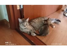 миниатюра