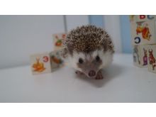 миниатюра