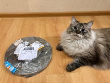 миниатюра