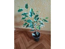 миниатюра